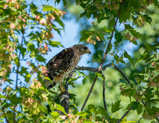 Juvenile Hawk Perched in Tree Among Spring Leaves – Bird of Prey Close-Up