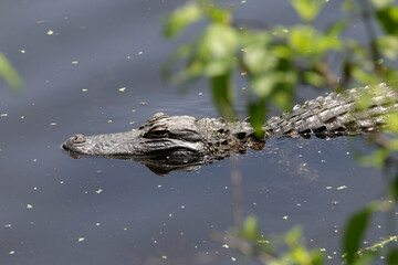American alligator swimming in swamp water. 