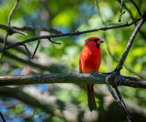 Male Northern Cardinal Perched in Tree – Vibrant Wildlife Close-Up
