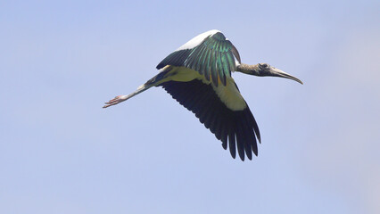 Colorful white and green wood stork inflight against blue sky. 