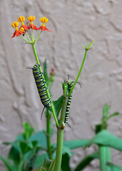 Two monarch caterpillars with black, yellow, and white stripes are feeding on separate milkweed stalks with red and yellow flowers at the top of one of the stalks.
