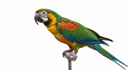 Obraz premium Colorful Blue-and-Yellow Macaw Perched on a Metal Stand Against a White Background