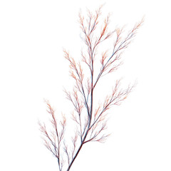 Delicate Frost-Covered Branch, Winter Botanical Detail