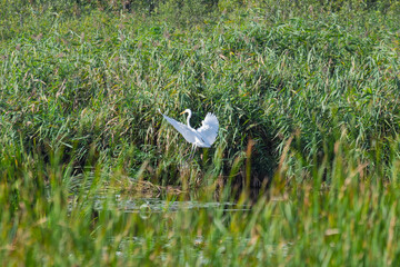 A white bird is flying over a field of tall grass