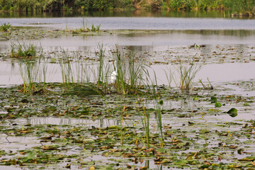 A lake with a lot of plants and a bird flying over it