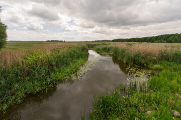 Fototapeta premium A river with a lot of grass and weeds on the banks
