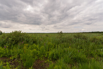 Obraz premium A field of grass with a cloudy sky in the background