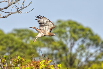 Juvenile eagle taking off inflight, against blue sky. 