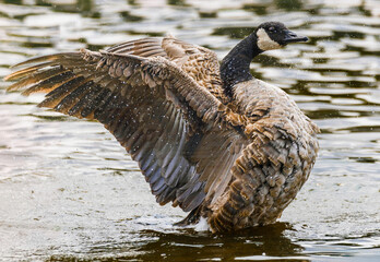 Canada goose flapping its wings in the water