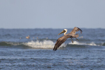 Brown pelican inflight over ocean surf. 