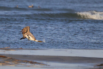 Brown pelican diving for food in the ocean surf. 
