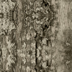 Close-up of decaying tree bark with peeling layers and rough organic texture in muted sepia tones. Natural grunge surface ideal for nature concepts, abstract backgrounds, and rustic designs.