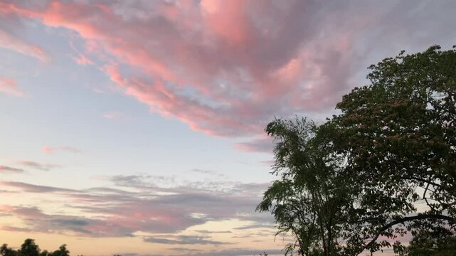 sunset in the forest