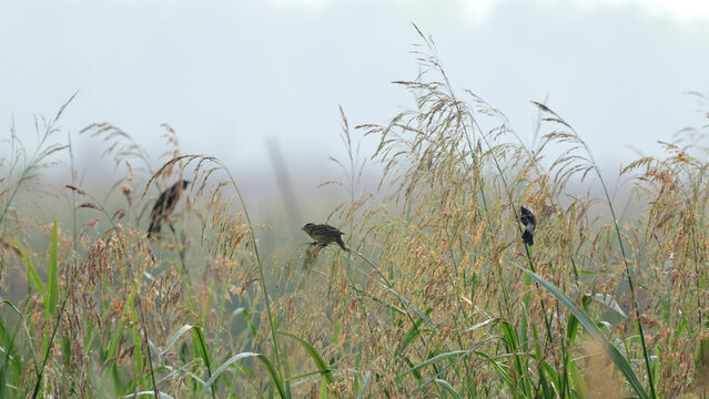 Bobolink bird eating wild rice in the sun on rice stalks. 