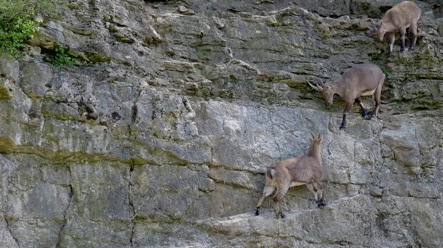 Slow-motion footage of the Alpine ibexes moving on a vertical rocky cliff during daytime