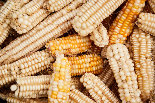 Dried yellow and white corn