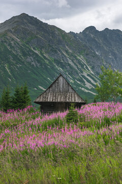 Gasienicowa valley in Tatras mountains with pink and purple fireweed