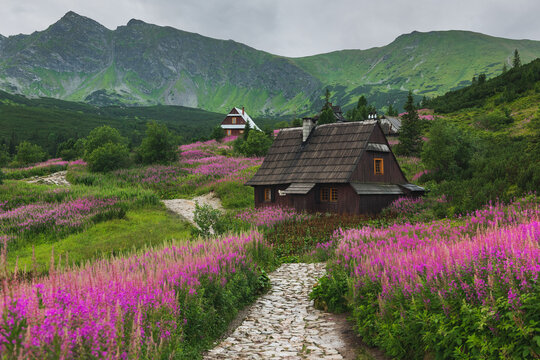 Gasienicowa valley in Tatras mountains with pink and purple fireweed