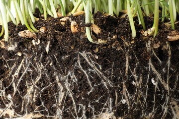 Green grass with roots in soil, closeup