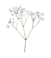 Beautiful delicate gypsophila flower on white background
