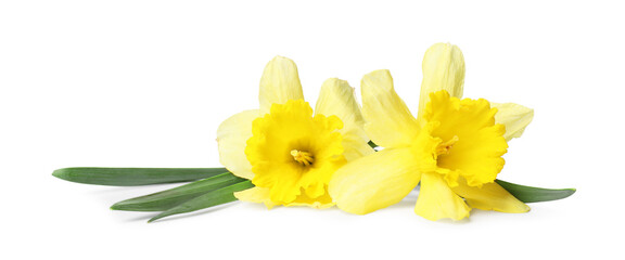 Two beautiful yellow daffodils isolated on white