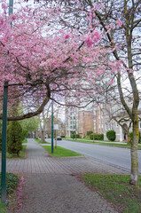 バンクーバー市内、桜が咲く道沿いの風景と建物