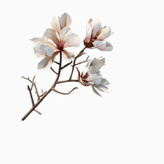 Naklejka premium Elegant Magnolia Branch with Delicate White Blossoms against a Deep Burgundy Transparent background