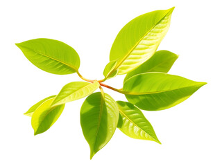 Vibrant Green Leaves Branch Isolated on a transparent background