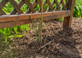 New Climbing Rose Planted At The Base Of A Wooden Arbor