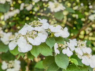Shasta Viburnum Flowering In White With Bokeh