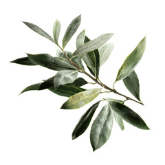 Obraz premium Powdered Olive Branch with Lush Green Leaves