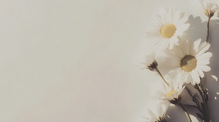 A simple yet beautiful arrangement of daisies on a white background with space for text generative ai © Photo
