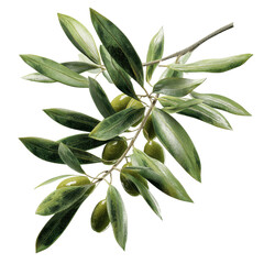 Lush Olive Branch with Ripe Green Olives