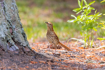 Brown trasher (Toxostoma rufum) looking for food for young. Is noted for having over 1000 song types, and the largest song repertoire of birds