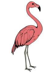 pink flamingo 