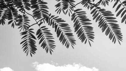 Dark silhouettes of delicate leaves against a light gray sky.  The leaves are feathery and extend outward from branches