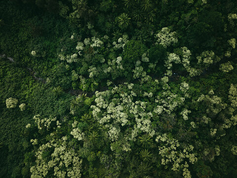 Top down aerial view of tropical jungle forest 
