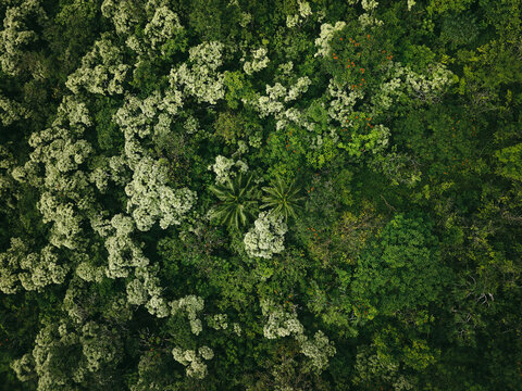 Top down aerial view of tropical jungle forest 