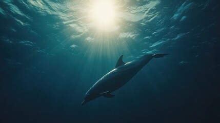 Naklejka premium Sunlit Dolphin Underwater Ocean