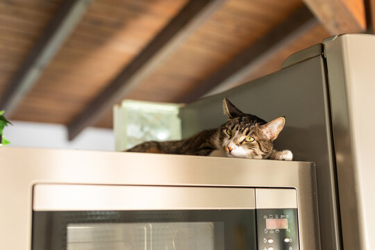 a cat lying at home