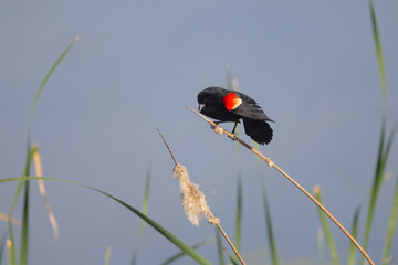 Red winged black bird perched on reds in a wetland. 