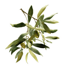 Fototapeta premium Lush Olive Branch with Ripe Olives - Detailed Close-up