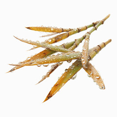 Dew-Kissed Bamboo Shoots A Close-Up of Nature's Beauty