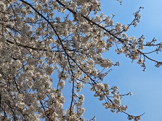 Clear sky and fresh flowers and trees
