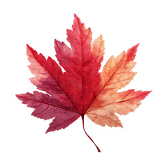 Vibrant Autumn Maple Leaf Close-up