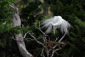Stunning great egret displaying plumage on the newt. 