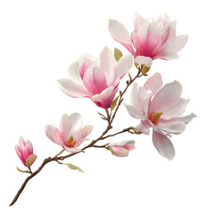 Obraz premium Delicate Pink Magnolia Blossoms on Branch
