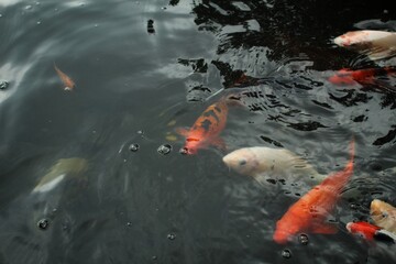 Some koi fish are swimming in the pond