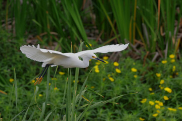 Great egret roosting and flying in wetland wildlife reserve, while nesting chicks. 