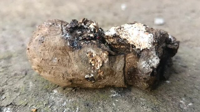 A decaying piece of organic matter lying on the ground, covered in mold and fungi, showcasing natural decomposition and earthy textures.